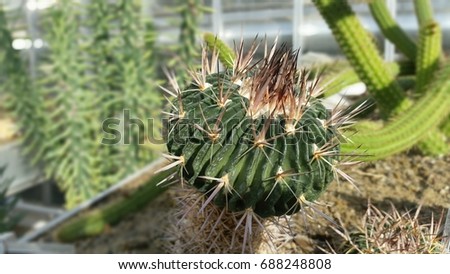 Cactus in the ground
