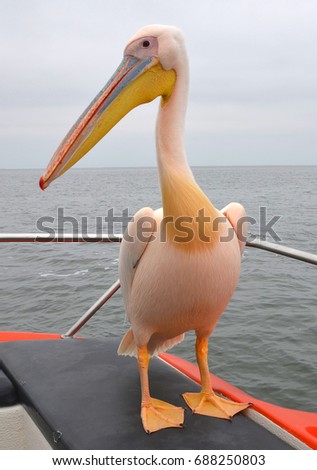 Great white or eastern white pelican, rosy pelican or white pelican is a bird in the pelican family.It breeds from southeastern Europe through Asia and in Africa in swamps and shallow lakes.