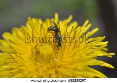 Yellow dandelion macro with insect

