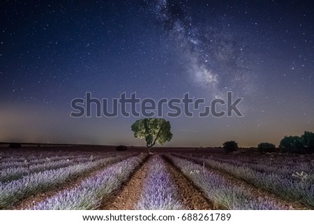 Night astrophotography. Milky Way over a tree and lavender fields, Brihuega, Guadalajara, Spain