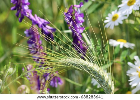 Triticum, Vicia sativa and Matricaria chamomilla grow in the field. Lammas Day, celebrated on August 1, Lugnasadh (Lughnasadh), which translates as the gathering of the meadow.