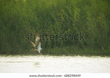 Hawk is hunting a fish under water, A beautiful hawk landing to surface water for fish catching in the evening on nature background
