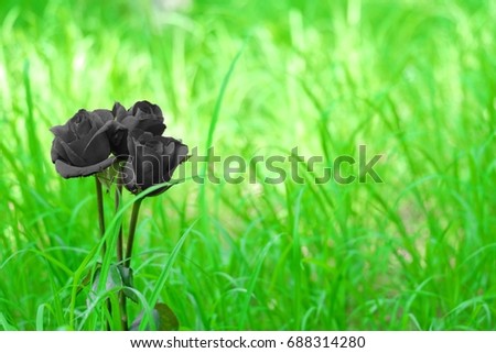 Black roses in green garden that converted picture red to black color