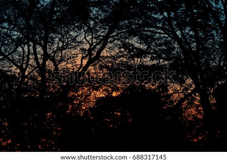 sunset behind tree branches background