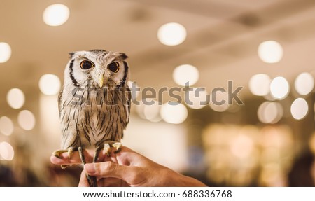 A lovely owl stands on the hands of a man with a bokeh background.