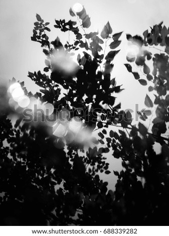 Vertical black-and-white of the reflection of trees on water.  It's a medium shot, with the sunshine creating sparkles on the water's surface.  There is a breeze lightly blowing through the leaves.