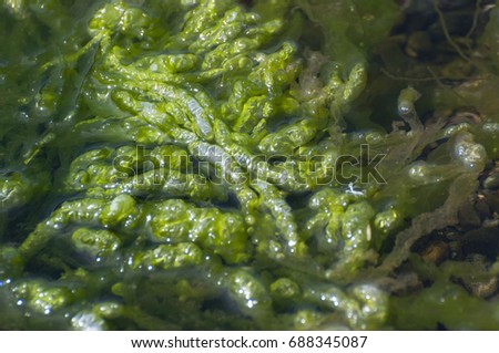 An up close look at algae found in the stream flowing into Hood Canal, WA, USA.