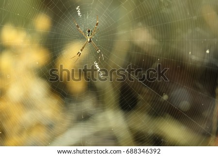 Spider on Web with color of yellow and black, background dry bush