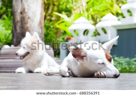 white dog sleep on ground in sunshine day, the little dog happy time to sleep