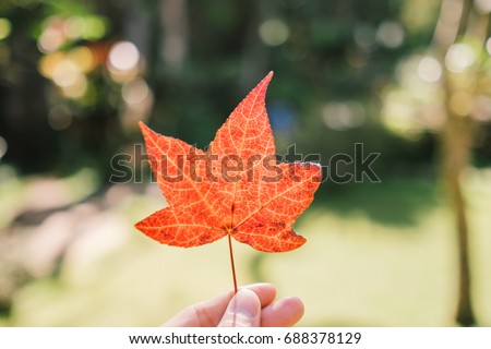 a hand holding an orange maple leaf during autumn while leaves fall and turn colorful. Vintage photo.  One maple leaf in the park. 