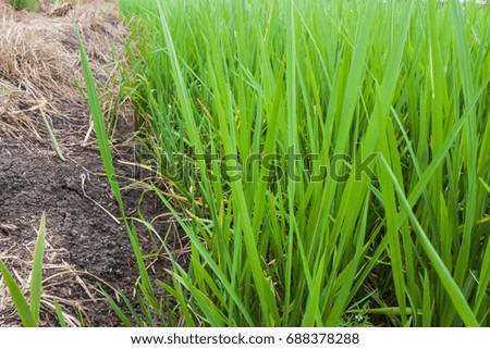 Close up Green rice tree in the field,nature background