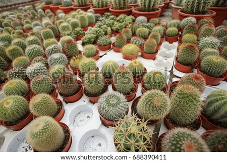 this picture was taking at cactus farm at cameron highland, Malaysia