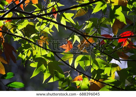 Maple leaves reflect sunlight beautifully
