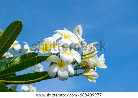 Flowers of plumeria - macro at blue sky background