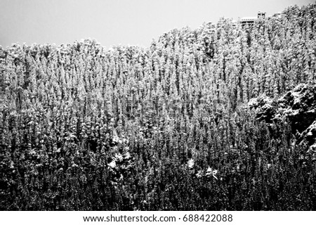 the coniferous forest covered with thick snow as black and white picture
