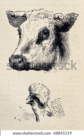 Antique illustrations of cow and rooster heads. Original, from drawing of Blanchard and Lambert, was published on L'Illustration, Journal Universel, Paris, 1860