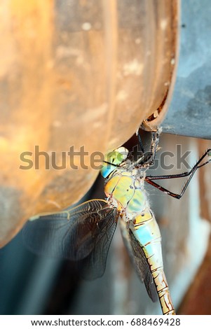 Large predatory wild dragonfly on the plafond of a light bulb