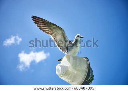 Bird sitting in front of nice blue sky / Seagull on a lamp / Mexican wildlife 