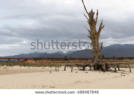 A dead tree in a dry dam in South Africa 