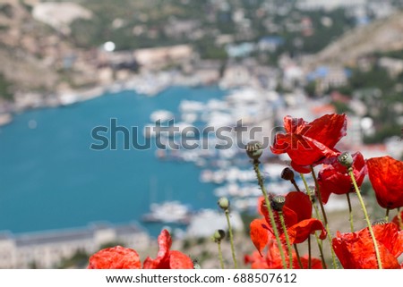 Red poppies in the Balaklava Bay