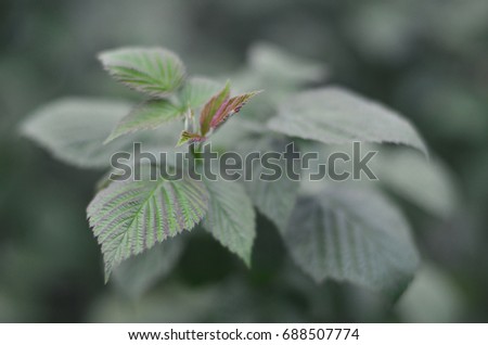 Photo of a few green leaves from a raspberry bush. Growing bush of raspberry. Macro photo with blurred background