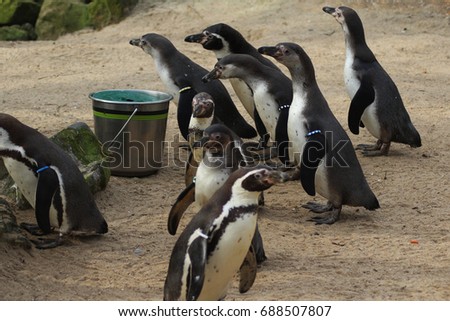humbold penguin