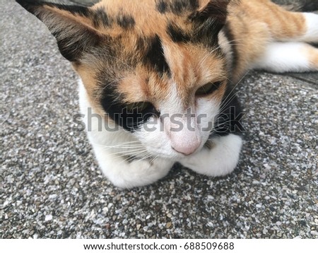 Cat sleeping a happy in the temple, relaxed and friendly manner, cute, beautiful three color