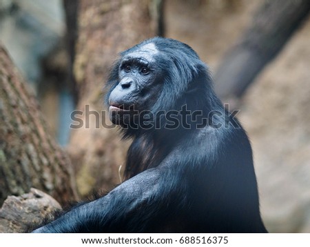 ape in zoo