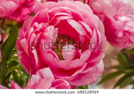 closeup of pink peony