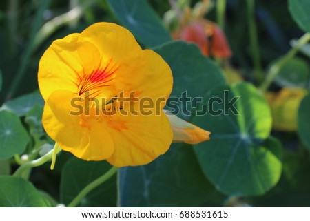 A yellow flower enjoy life in a garden