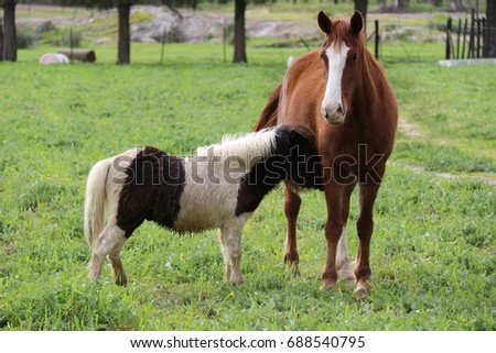 A mother horse standing with her foal in a field