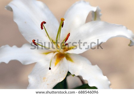 Beautiful white flowers garden lily as a decorative decoration