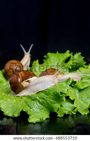Garden snail on green leaf of salad with black background