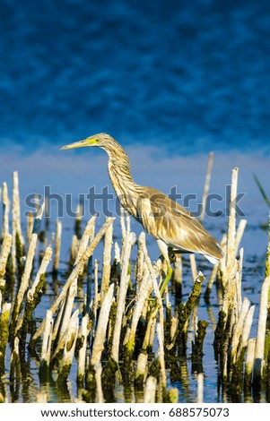 Hiding bird. Heron. Lake and dry reeds background.
