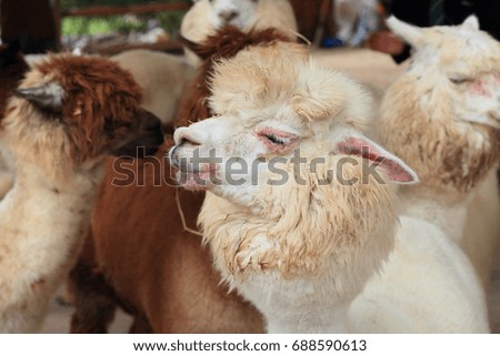 Alpaca farm 