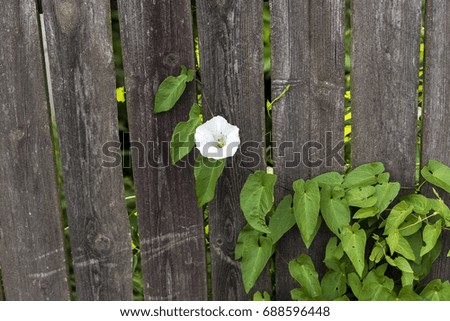 White flower on a dark wooden fence background in the garden - detail
