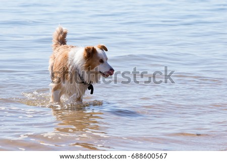 White and golden brown Border Collie Dog playing outdoors in shallow water at beach