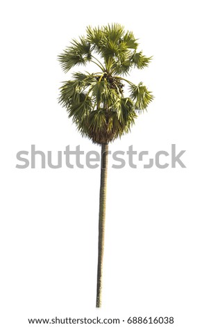 isolate sugar palm on white background