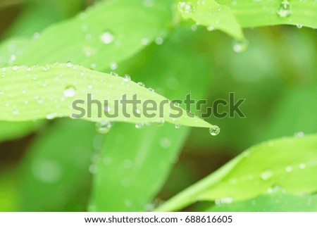 Beautiful green leaf with drops of water,selective focus