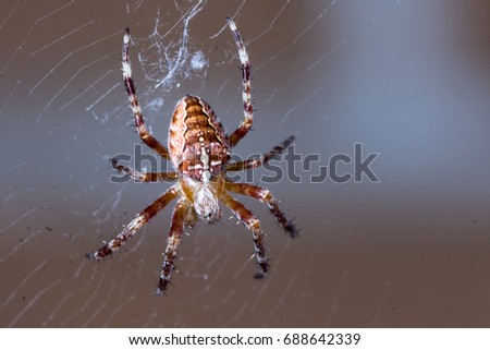 Extreme closeup macro of domestic spider in the web with dark background.