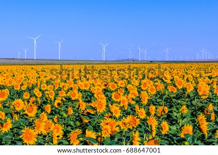 Field of sunflowers with wind turbines in the background.