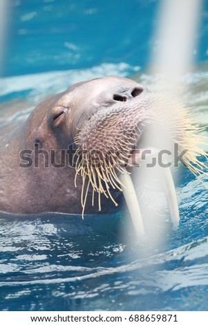 Walrus in the zoo Floating in the pool with a happy and relax expression.