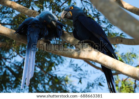 The hyacinth macaw (Anodorhynchus hyacinthinus) at Pantanal Brazil.