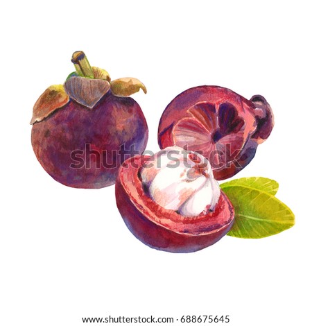 Mangosteen fruits. Watercolor and colour pencils illustration