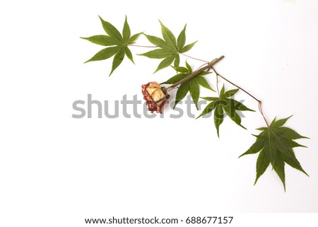 maple leaf and flower
