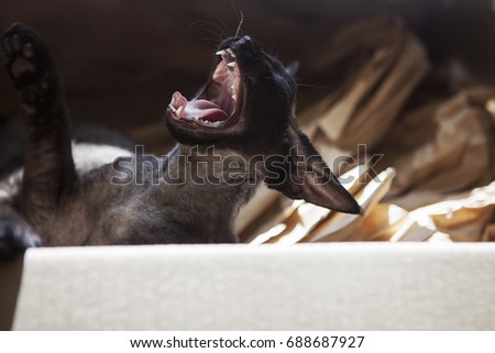 black devon rex cat yawning, big yawn close up 