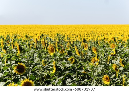 field of blooming sunflowers on sky background