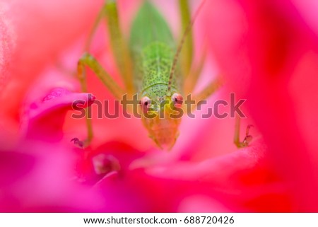 Grasshopper's close up in a flower
