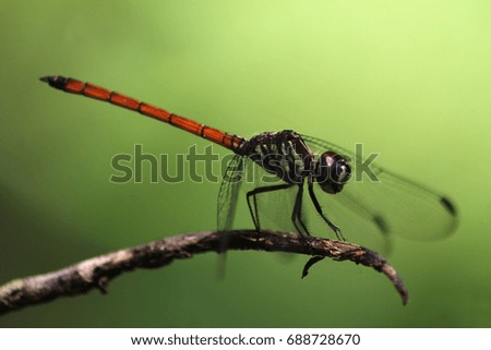 dragon fly or the helicopter