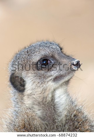 Portrait of a meerkat (S. Suricata)